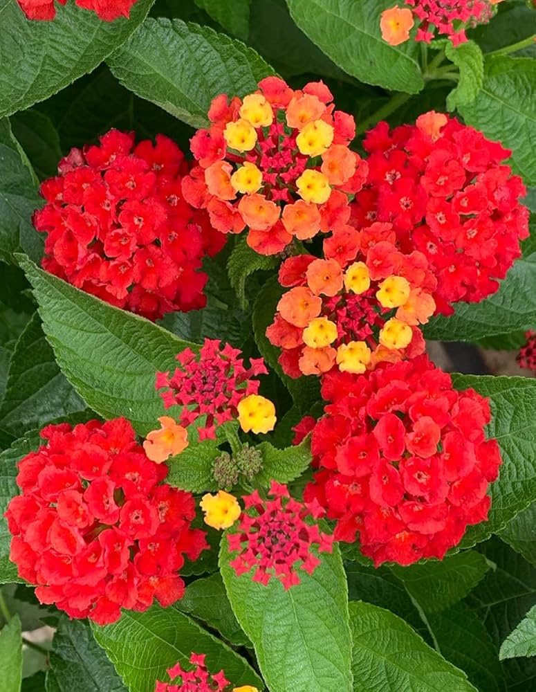 How to Grow Lantana from Seed — Complete Step-by-Step Guide