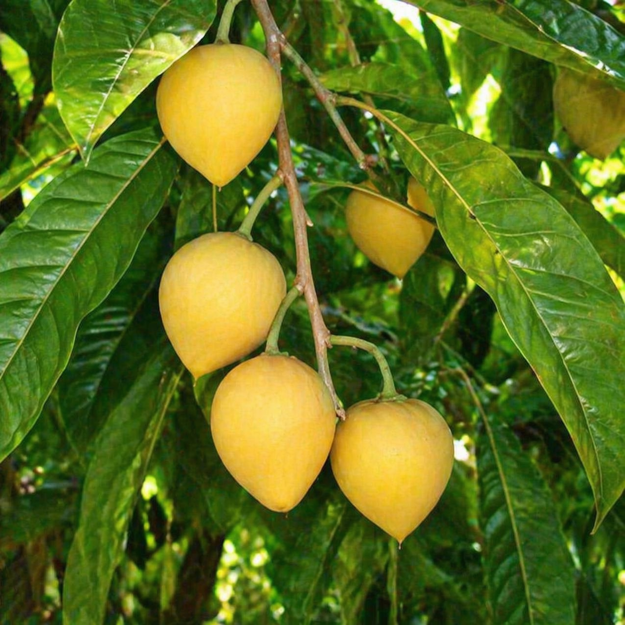 Lucuma Fruit Growing Guide: A Complete Overview for Home Gardeners