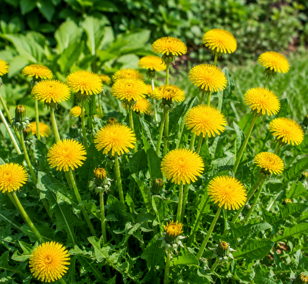 Dandelion Seeds: A Complete Guide to Growing Dandelions in Your Garden