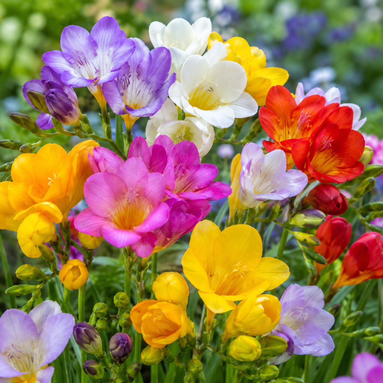 Freesia Flower Growing Guide: How to Grow Beautiful Freesia Flowers at Home