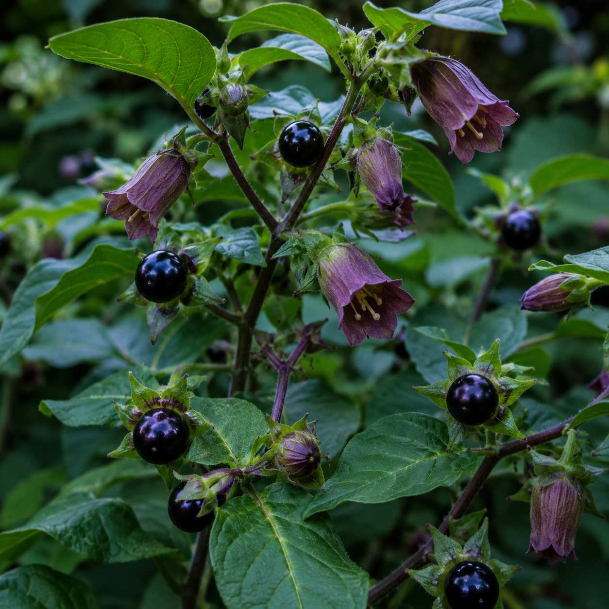 Atropa Belladonna Growing Guide: How to Grow Atropa Belladonna Plants at Home