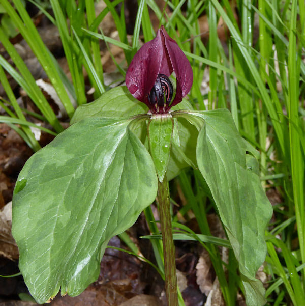 Green Trillium Flower seeds for Planting - Low Maintenance, Heirloom & GMO Free Seeds for Home Garden