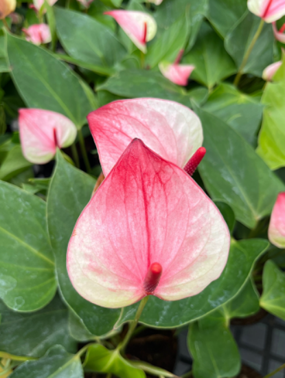 Pink White Anthurium Flower seeds for Planting - Cottage Garden Essential, Heirloom & GMO Free Seeds for Home Garden