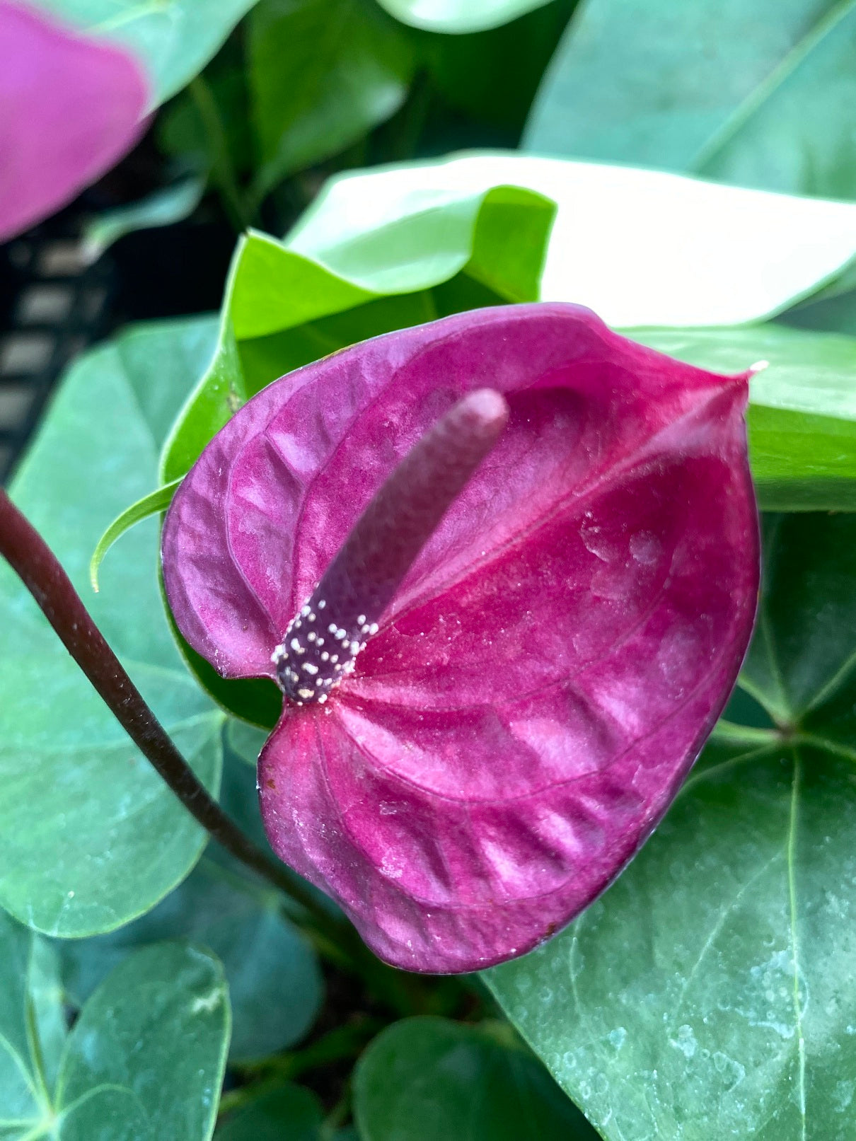 Violet Anthurium Andraeanum Flower seeds for Planting - Premium Quality, Heirloom & GMO Free Seeds for Home Garden