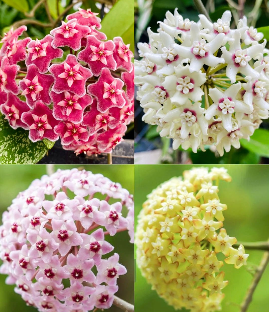 Mixed Colour Hoya Flower Seeds for Planting Shade Tolerant Heirloom & GMO Free Seeds for Home Garden
Sale
