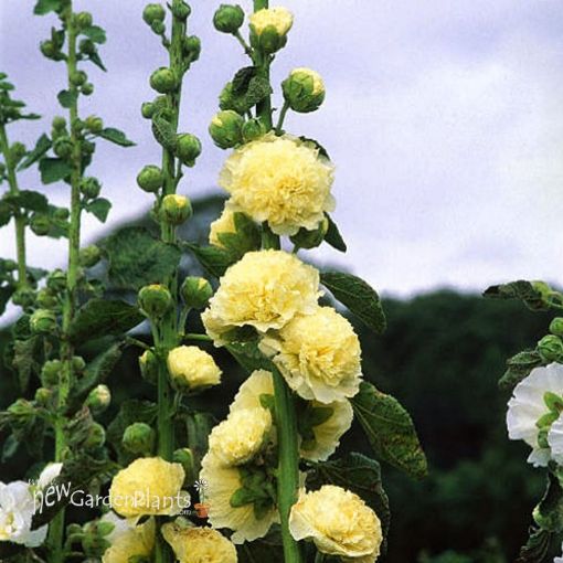 Yellow Perennial Bonsai hollyhock Flower seeds for Planting - Wildflower Mix, Heirloom & GMO Free Seeds for Home Garden