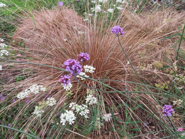Carex Comans Flower seeds for Planting - Easy to Grow, Heirloom & GMO Free Seeds for Home Garden
