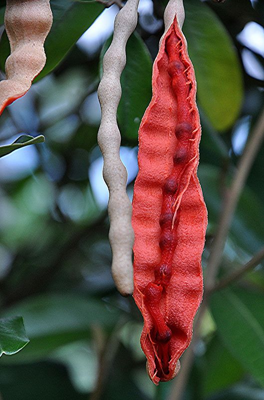 Orange Cynophallophora Seeds - Planting Fruit Seeds