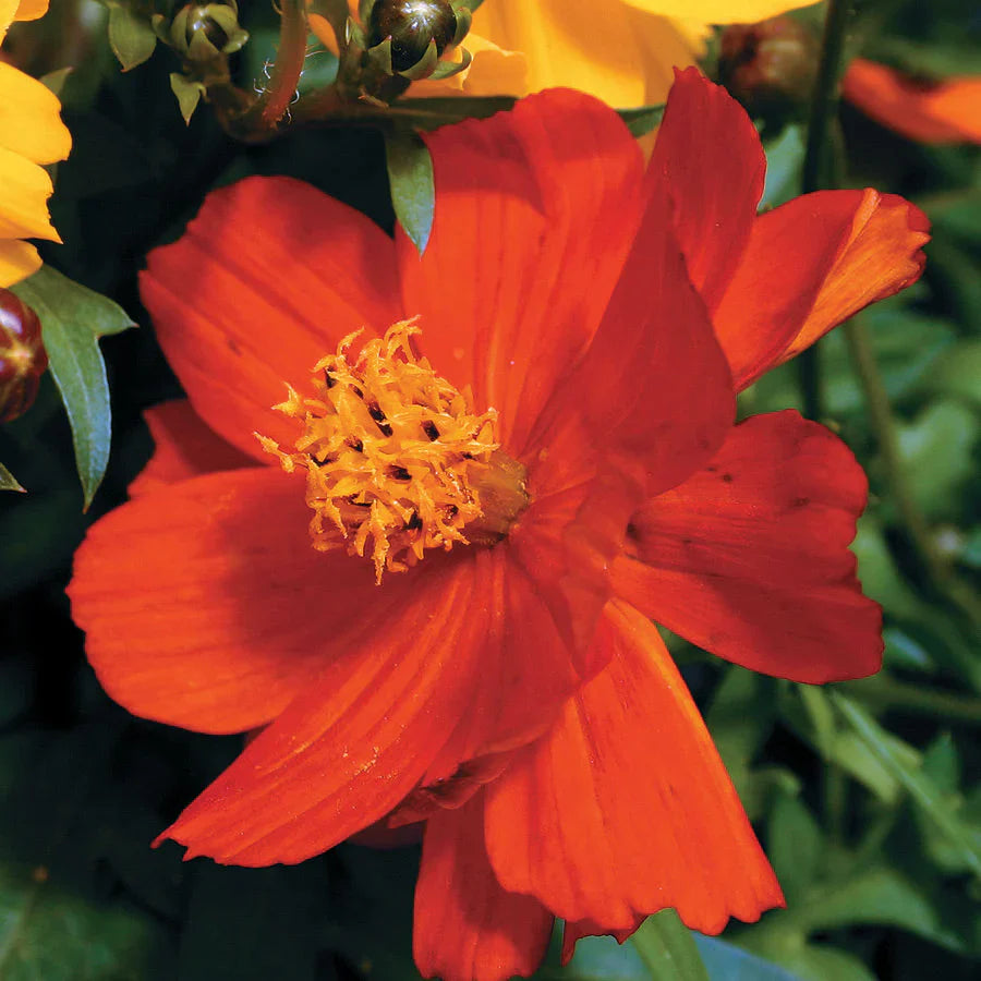 Cosmos Red Flower seeds for Planting - Bright Blooms, Heirloom & GMO Free Seeds for Home Garden
Sale seeds for planting in home garden