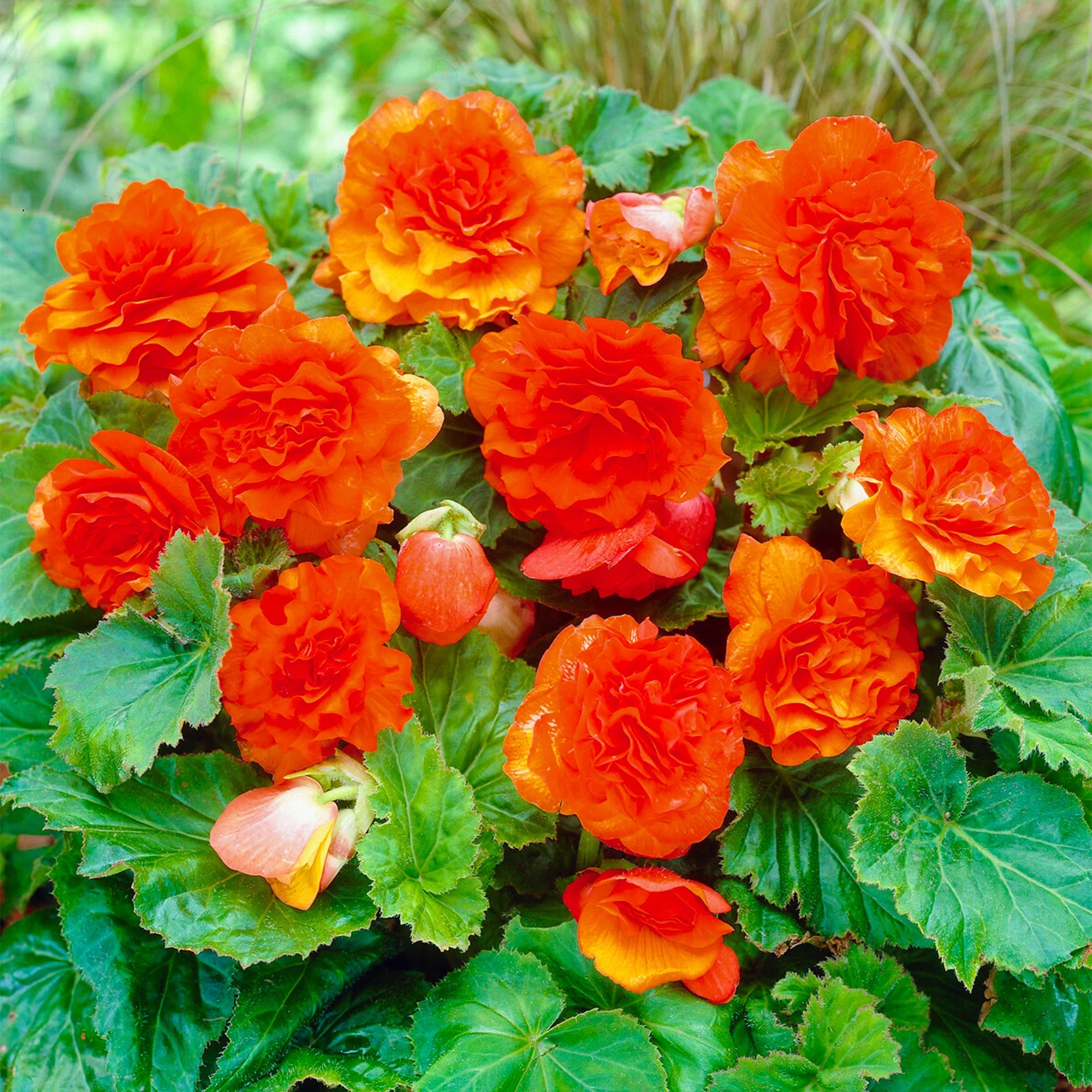 Orange Begonia Flower seeds for Planting - Hardy Variety, Heirloom & GMO Free Seeds for Home Garden