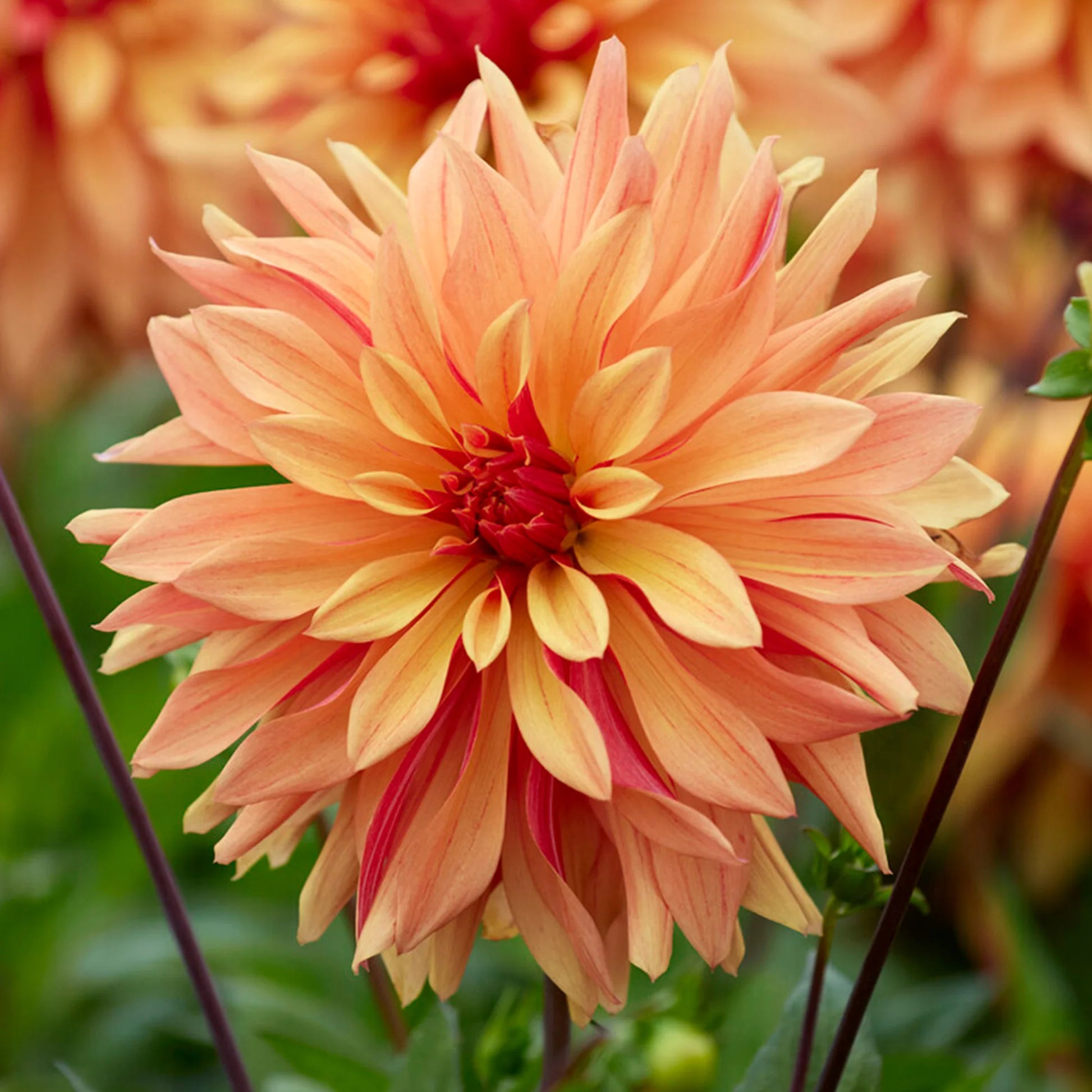 Yellow Orange Dahlia Flower Seeds for Planting Seasonal Bloomer Heirloom & GMO Free Seeds for Home Garden
Sale