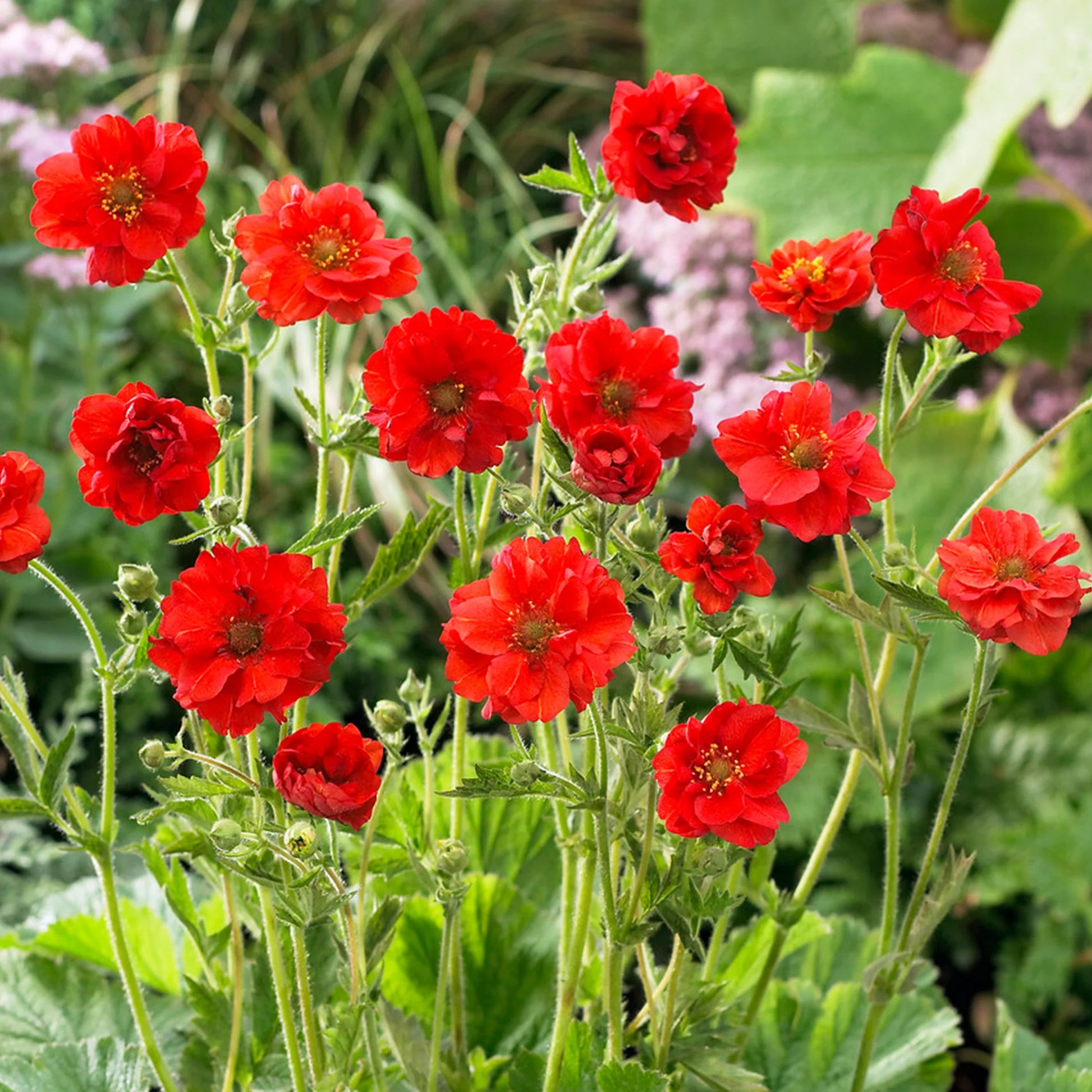 Geum Flower Planting Seeds Vibrant Perennial Blooms for Your Garden - Evergrowseeds