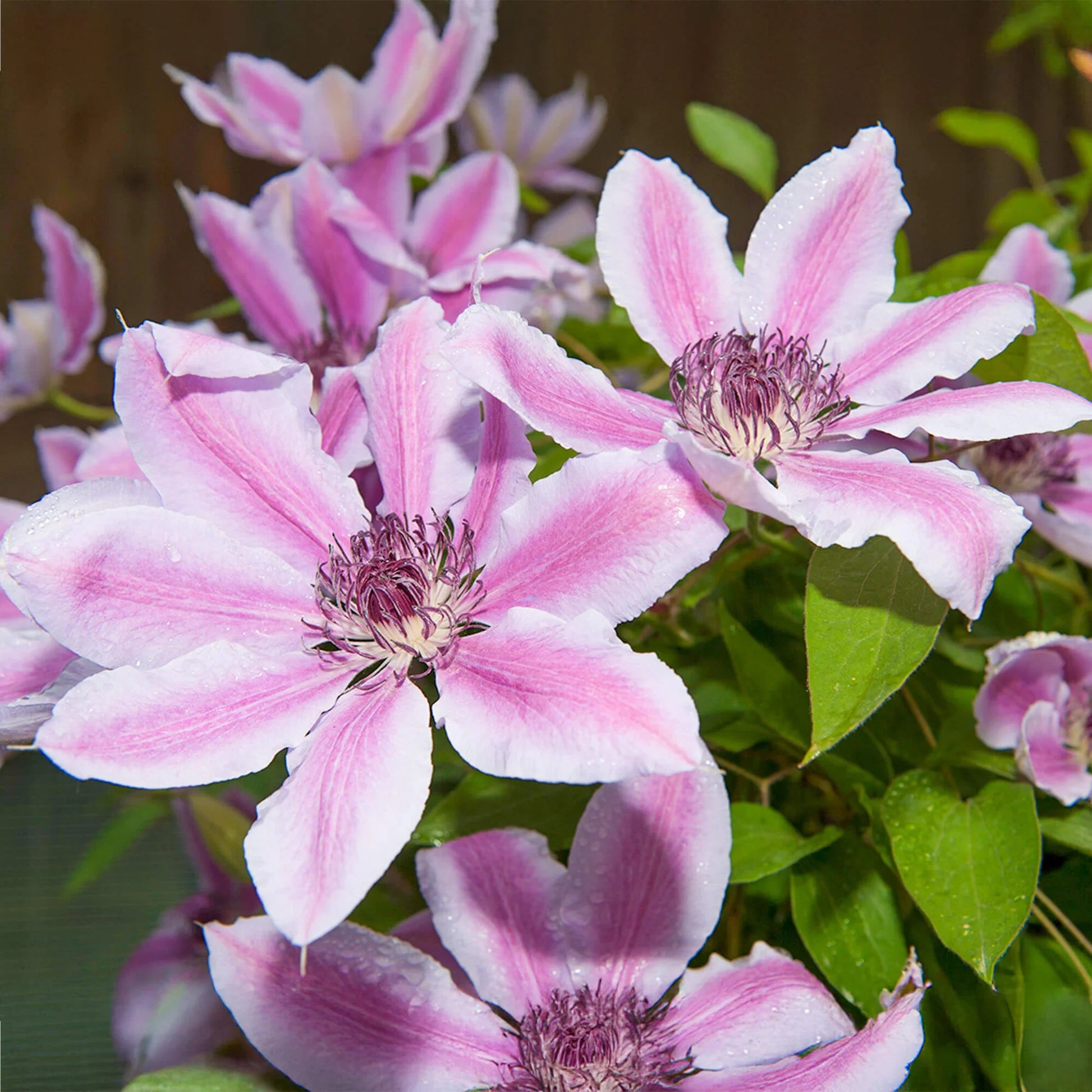 Clematis Purple Flower seeds for Planting - Wildflower Mix, Heirloom & GMO Free Seeds for Home Garden