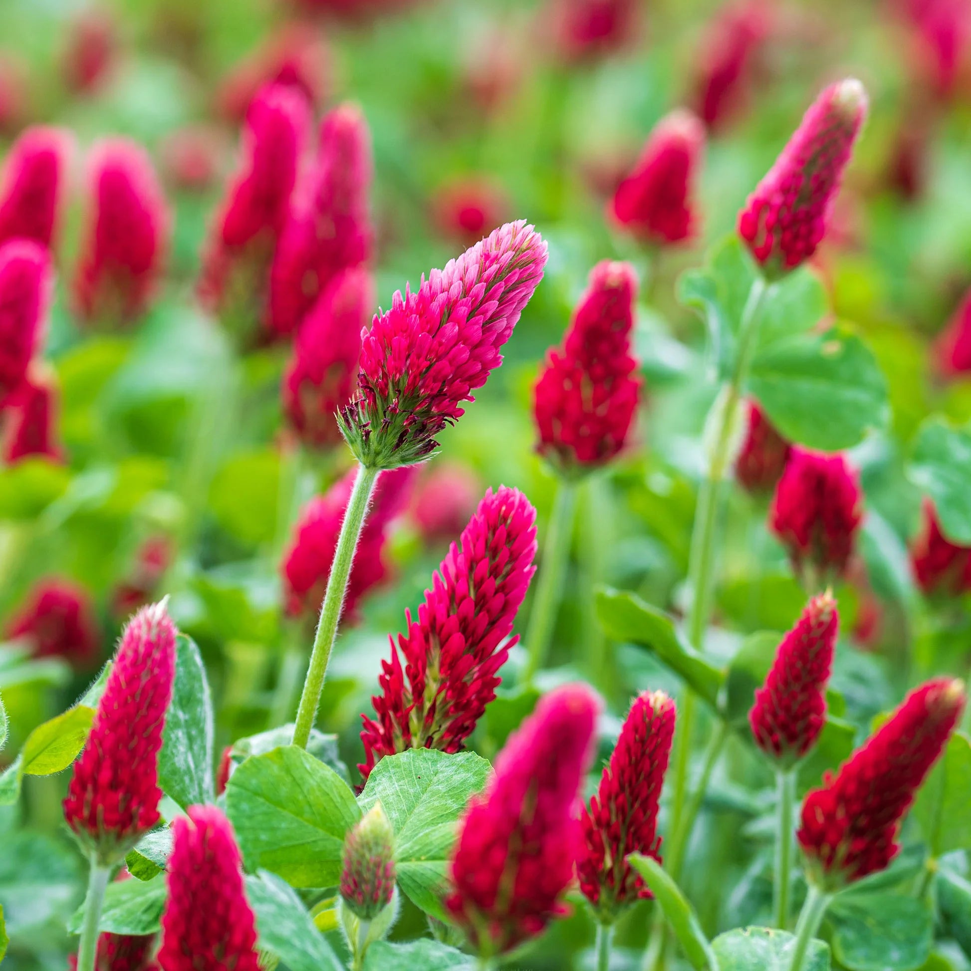 Red Clover Flower seeds for Planting - Seasonal Bloomer, Heirloom & GMO Free Seeds for Home Garden