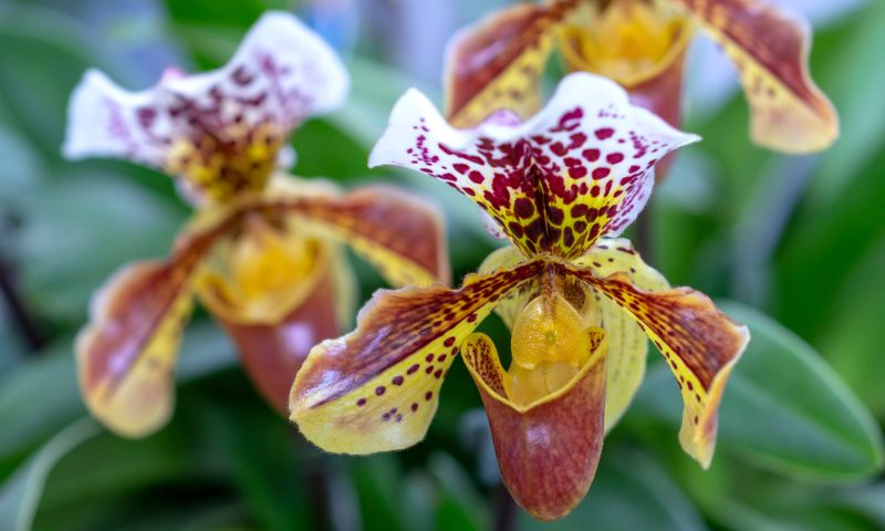 Slipper Orchid Flower seeds for Planting - Perfect for Borders, Heirloom & GMO Free Seeds for Home Garden
