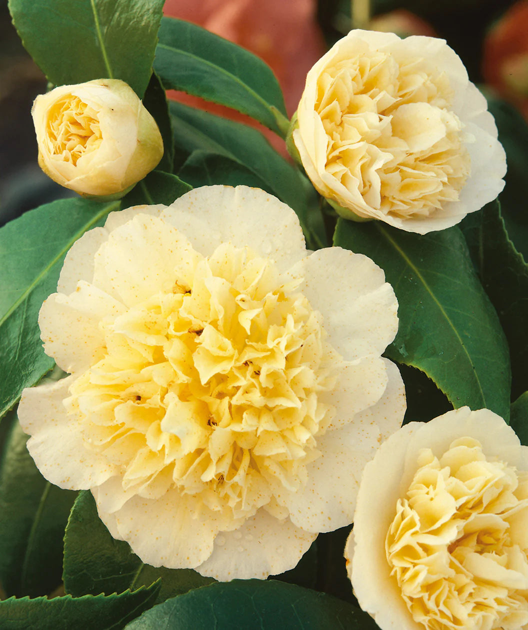Camellia Light Yellow Flower seeds for Planting - Cut Flower Favorite, Heirloom & GMO Free Seeds for Home Garden