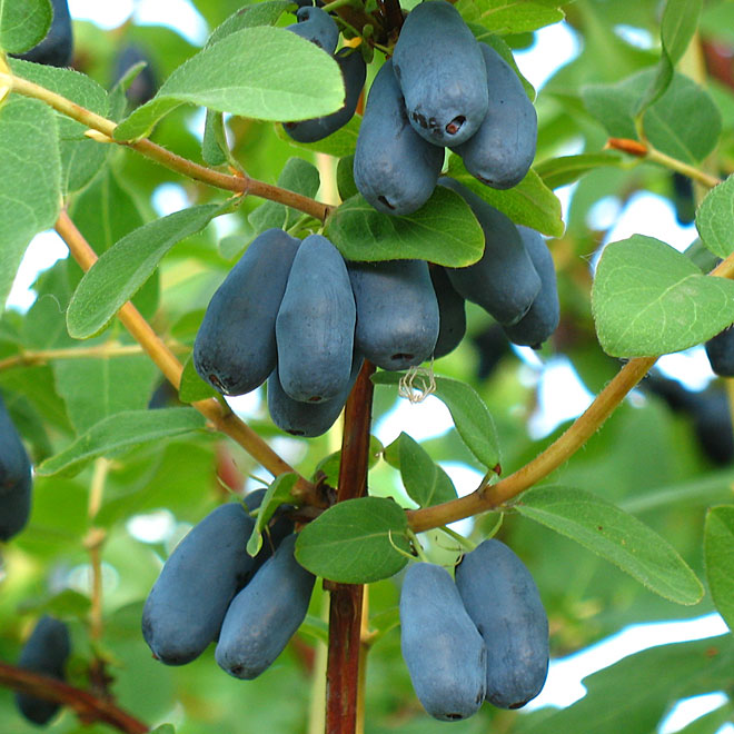Berry Blue Haskap Fruit Seeds for Planting - Unique Blue Berries for Your Garden