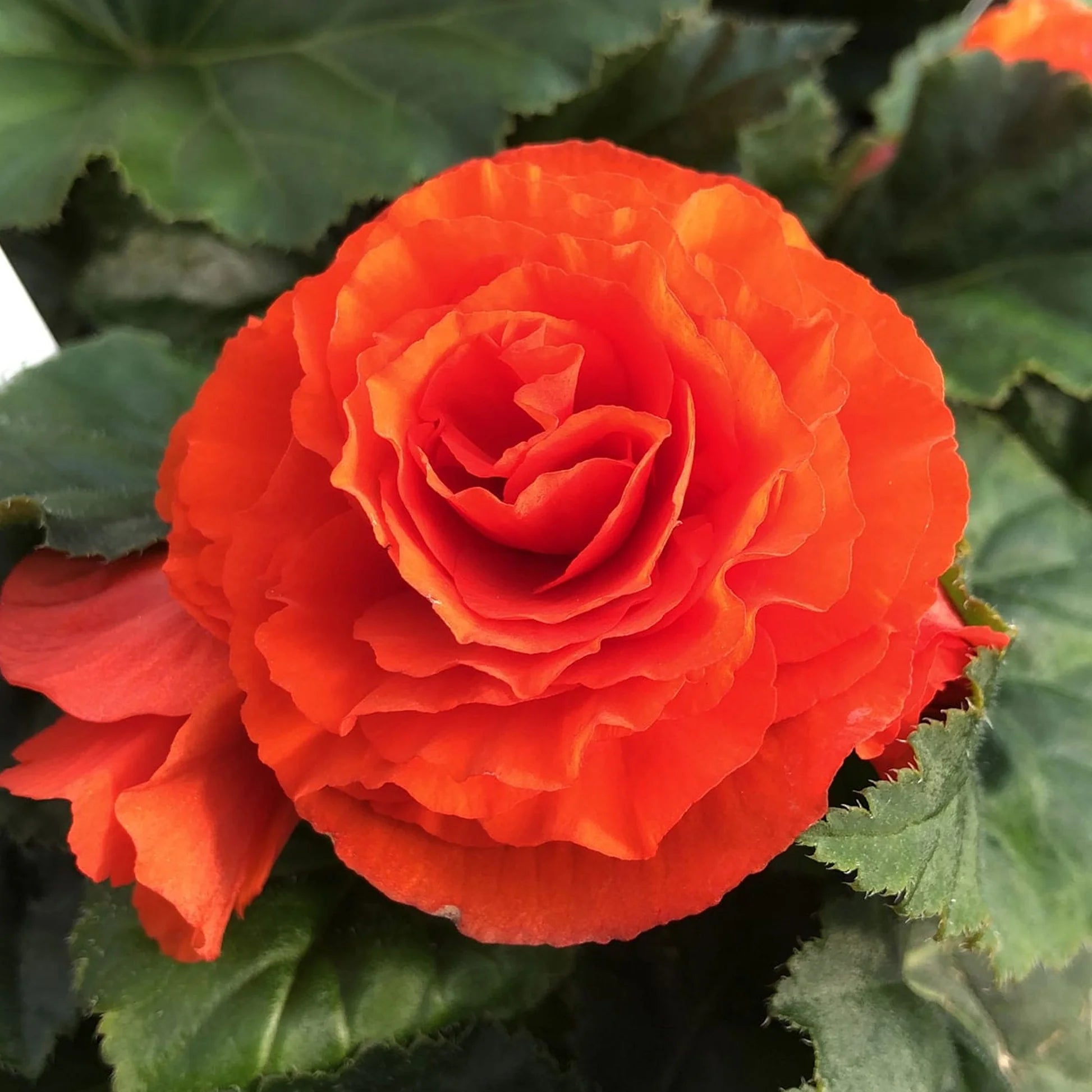 Camellia Orange Flower seeds for Planting - Vibrant Colors, Heirloom & GMO Free Seeds for Home Garden