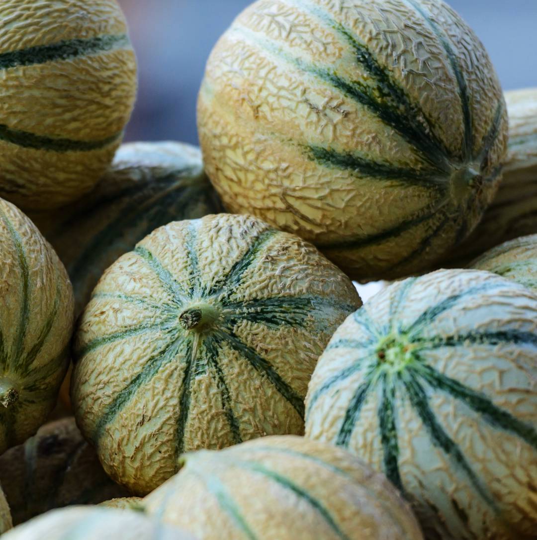 Charentais Melon Seeds for Planting