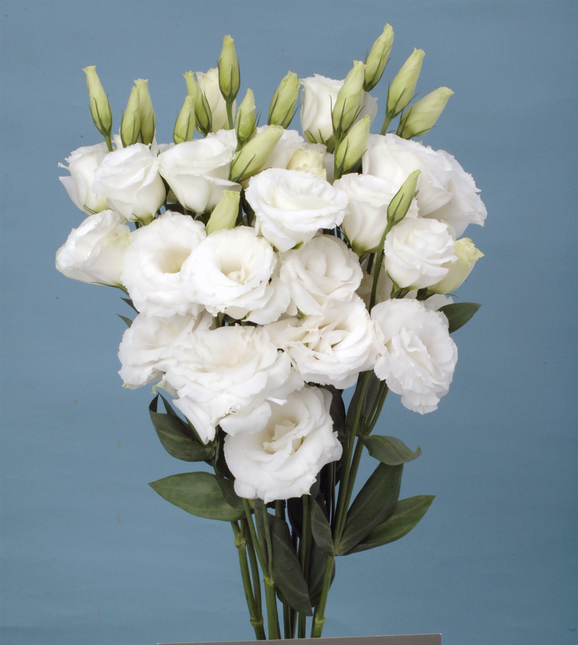 White Lisianthus Logro Flower seeds for Planting - Vibrant Colors, Heirloom & GMO Free Seeds for Home Garden