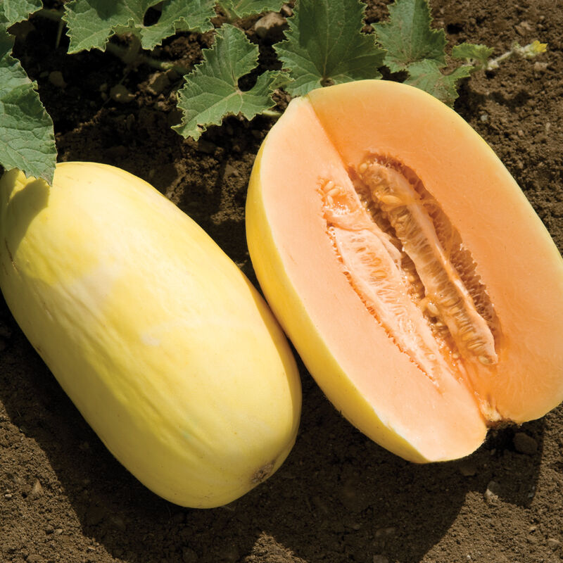 Yellow Crenshaw Melon Seeds Planting Guide