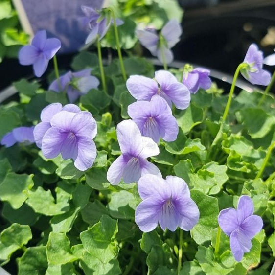 Light Blue Mini Violet Flower Seeds for Planting Garden Favorite Heirloom & GMO Free Seeds for Home Garden
Sale