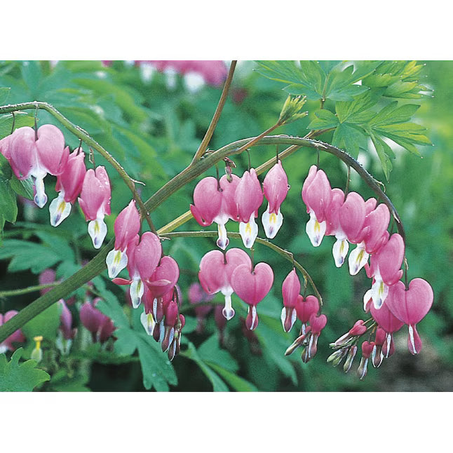 MultiColor Heart Flower Seeds for Planting Shade Tolerant Heirloom & GMO Free Seeds for Home Garden
Sale