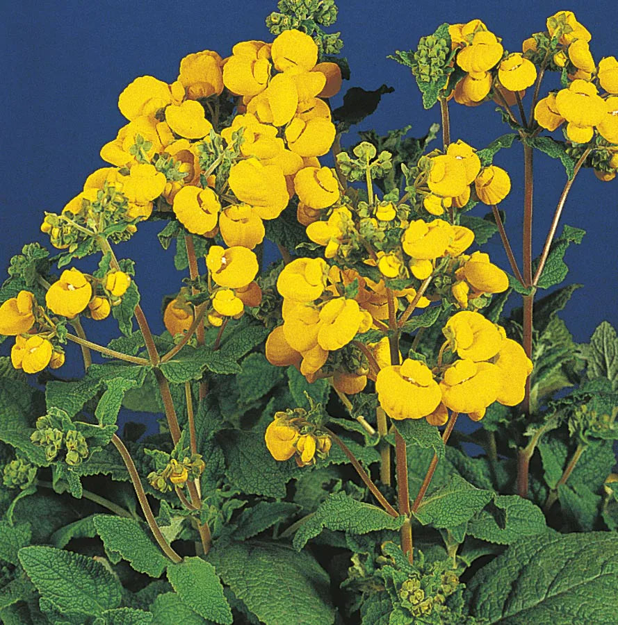 Calceolaria Flower seeds for Planting - Perfect for Borders, Heirloom & GMO Free Seeds for Home Garden
