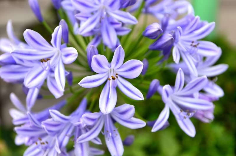 Agapanthus Africanus Flower seeds for Planting - Shade Tolerant, Heirloom & GMO Free Seeds for Home Garden