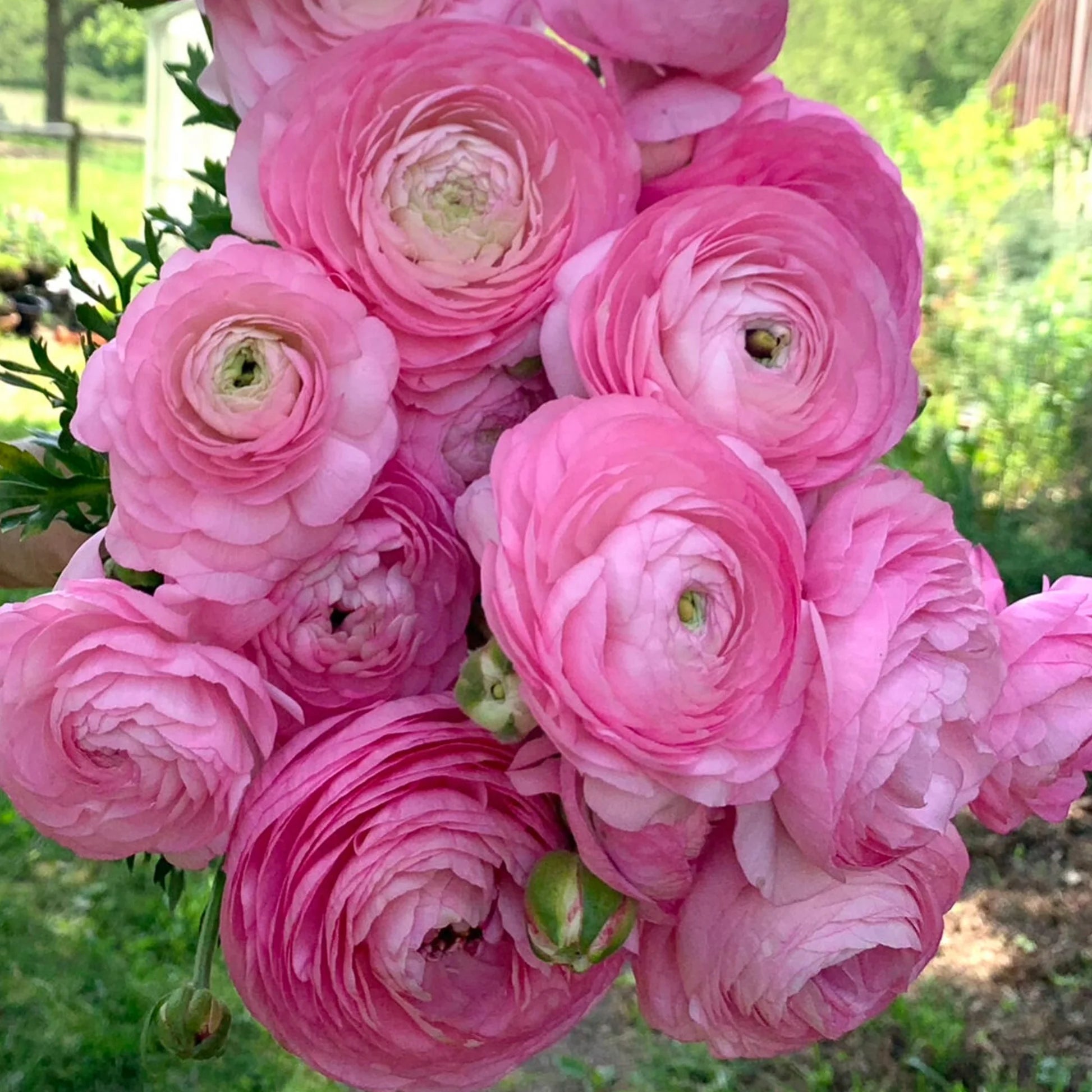 Pink White Ranunculus Flower seeds for Planting - Garden Favorite, Heirloom & GMO Free Seeds for Home Garden