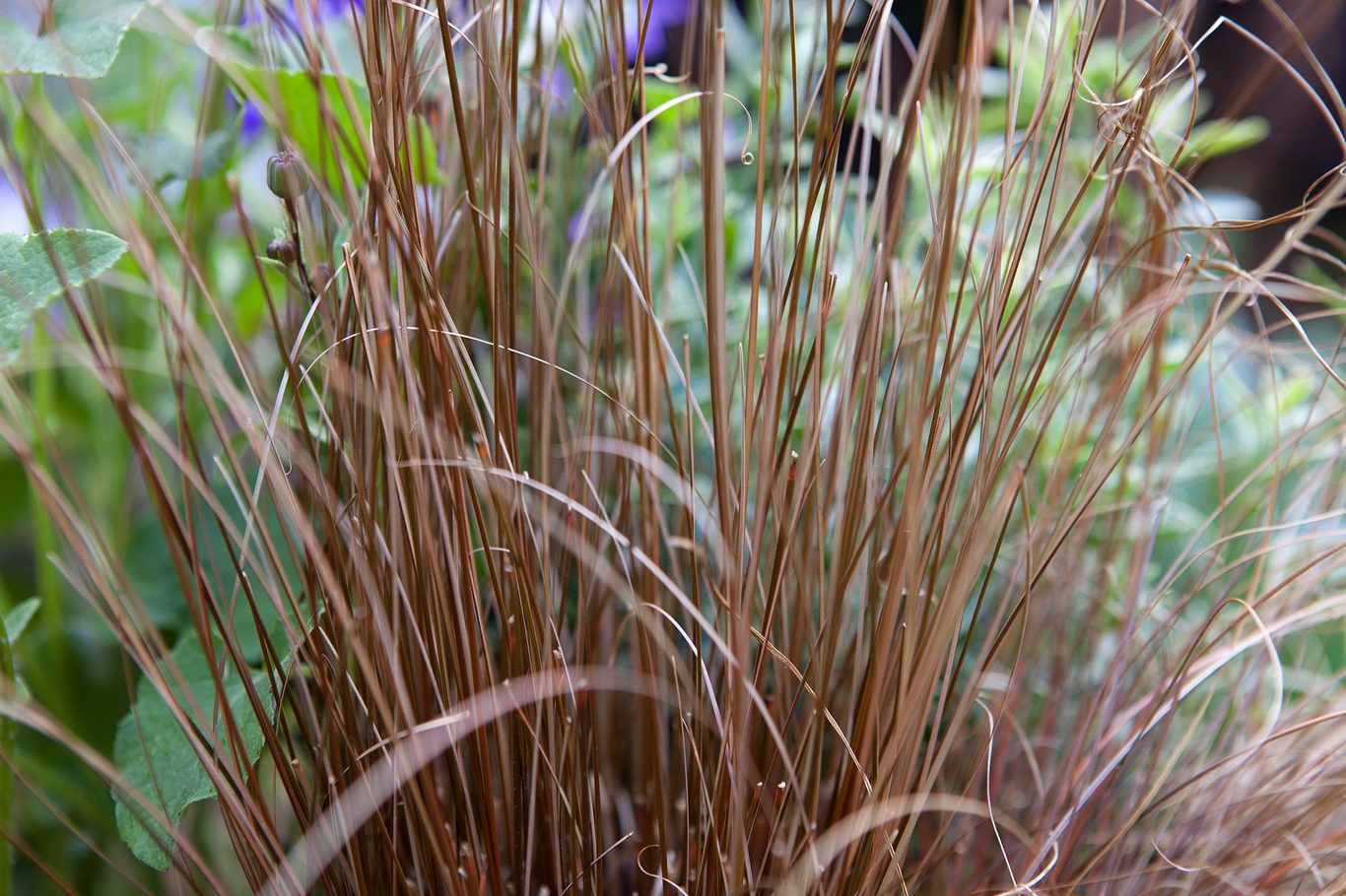 Carex Comans Flower seeds for Planting - Easy to Grow, Heirloom & GMO Free Seeds for Home Garden