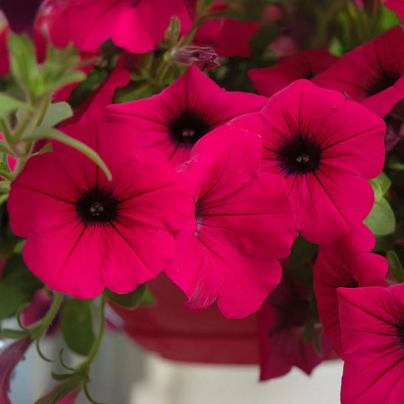 Rose Pink Petunia Hybrida Hanging Flower Seeds for Planting Heirloom NONGMO Seeds for Beautiful Gardens Vibrant Colors
Sale