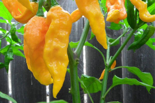 Datil Pepper Vegetable Seeds for Home Planting