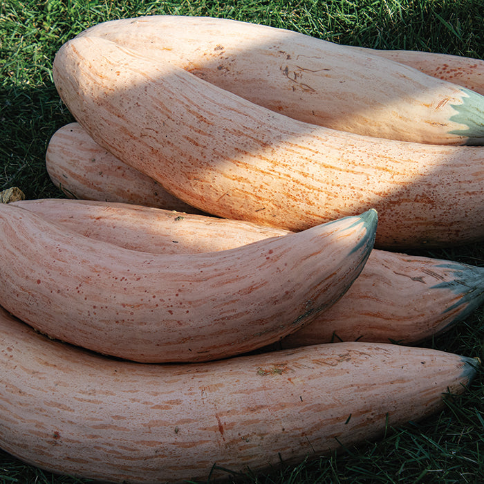 Candy Roaster Squash Cucurbita maxima Plant Seeds for Planting