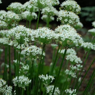 White Eupatorium Perfoliatum Flower seeds for Planting - Vibrant Colors, Heirloom & GMO Free Seeds for Home Garden