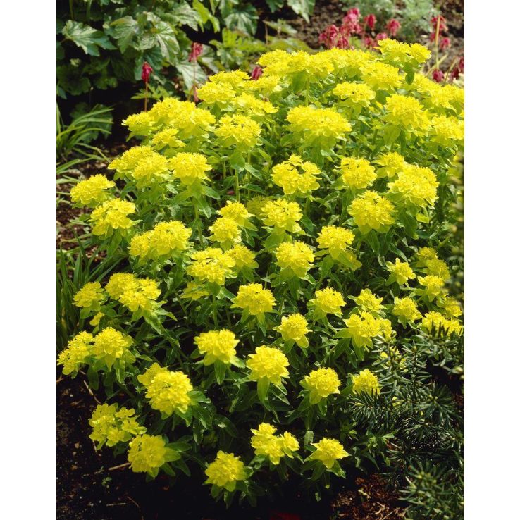 Yellow Euphorbia Polychroma Flower seeds for Planting - Wildflower Mix, Heirloom & GMO Free Seeds for Home Garden