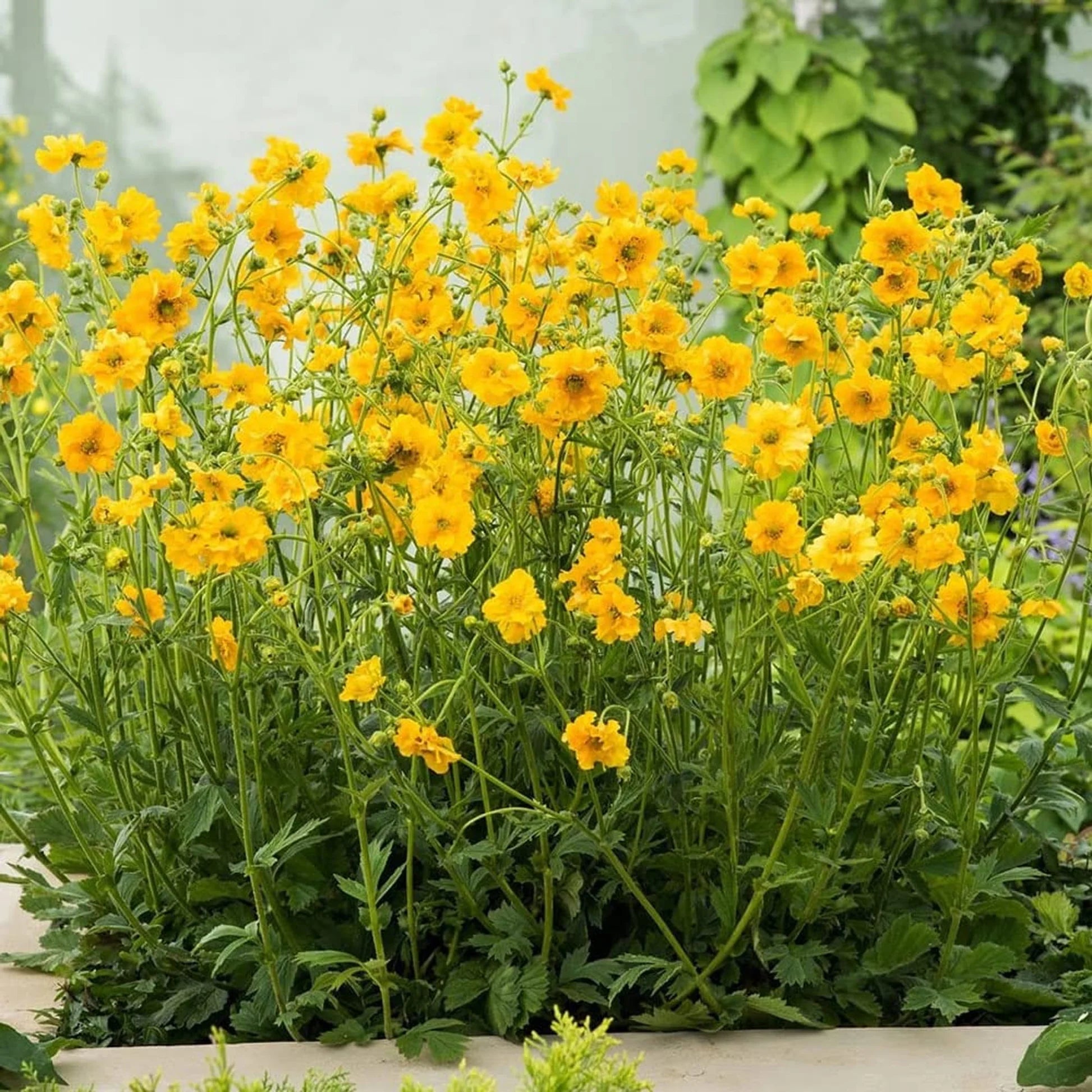 Lady Stratheden Flower seeds for Planting Premium Quality Heirloom & GMO Free Seeds for Home Garden