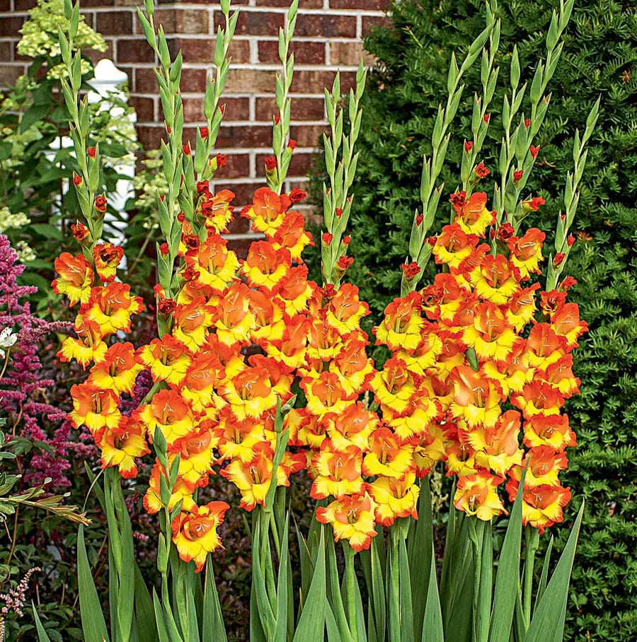 Orange Yellow Gladiolus Flower seeds for Planting - Pollinator Friendly, Heirloom & GMO Free Seeds for Home Garden