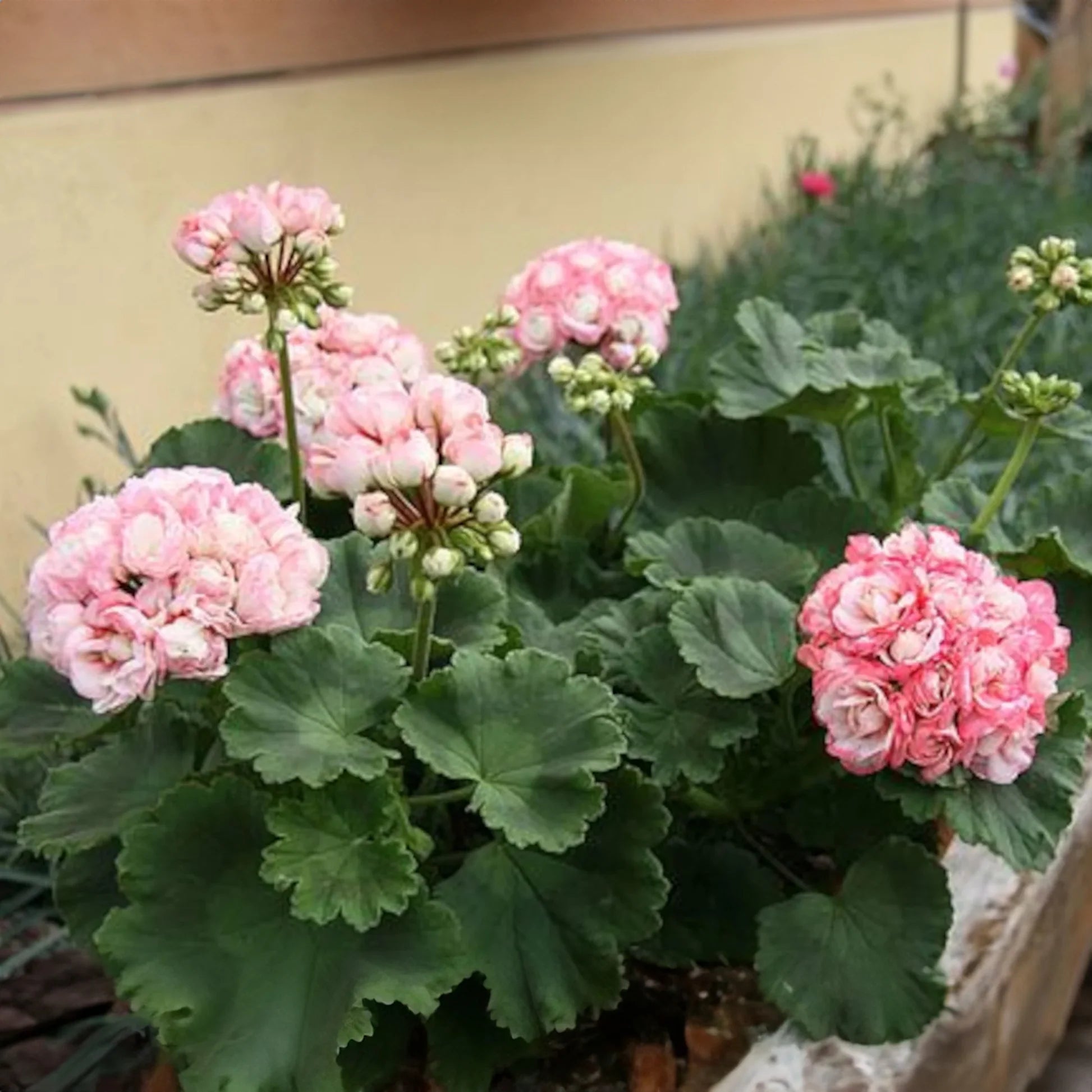 Geranium Apple Blossom Planting Seeds for Vibrant Garden Blooms - Evergrowseeds