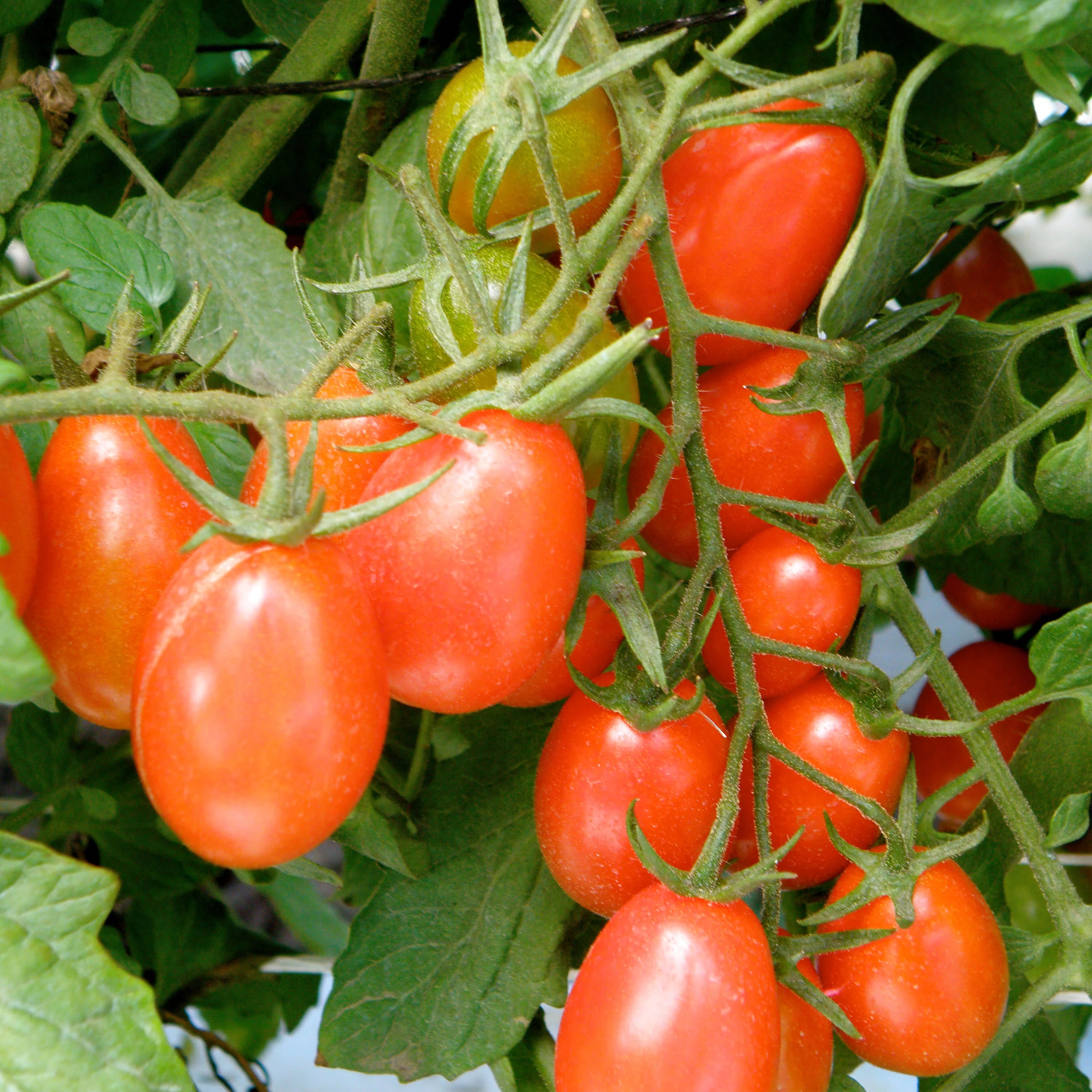 Orange Grape Tomato Seeds for Planting