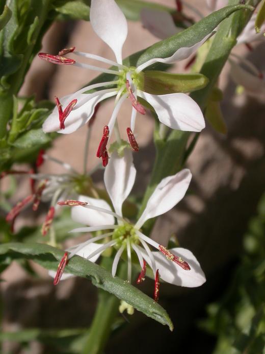Red Gaura Flower seeds for Planting - Wildflower Mix, Heirloom & GMO Free Seeds for Home Garden
