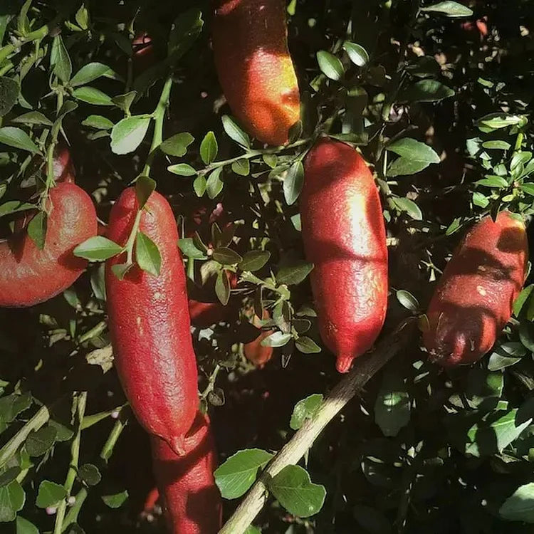 Finger Fruit Seeds - Planting Guide for Successful Growth Seeds