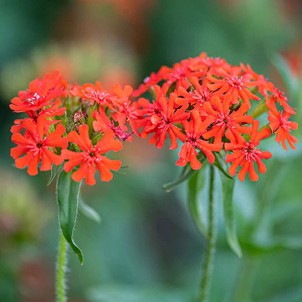 Red Orange Lychnis Arkwrightii Flower seeds for Planting - Shade Tolerant, Heirloom & GMO Free Seeds for Home Garden