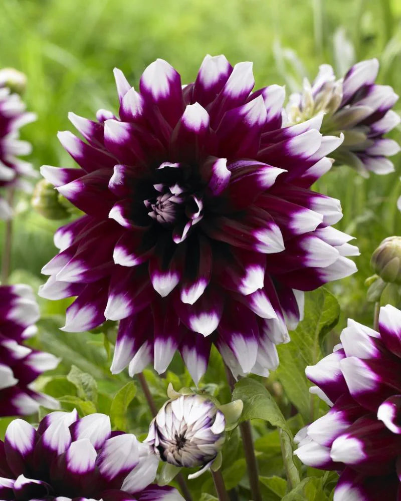 Purple White Dahlia Flower Seeds for Planting Low Maintenance Heirloom & GMO Free Seeds for Home Garden
Sale