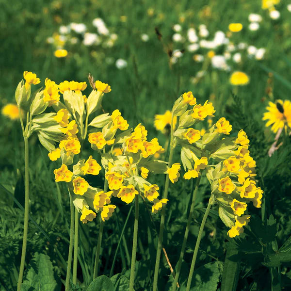 Heirloom Veris Flower seeds blooming in flower beds, containers, borders, and pollinator-friendly gardens
