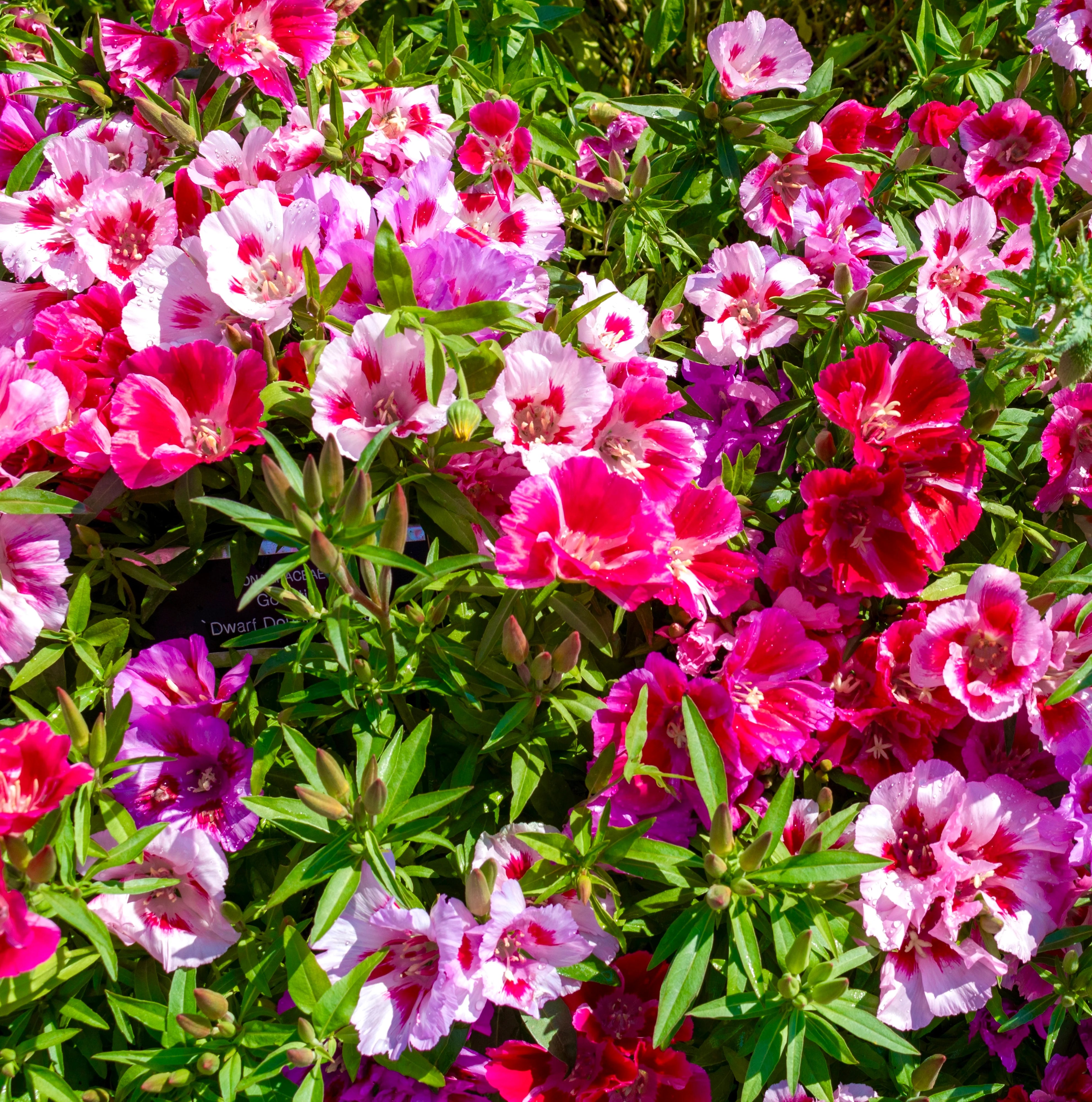 Mixed Godetia Flower seeds for Planting - Bright Blooms, Heirloom & GMO Free Seeds for Home Garden