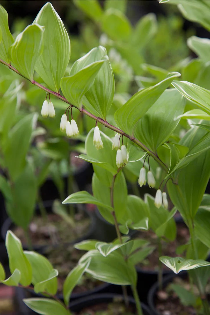 White Polygonatum Flower seeds for Planting - Perfect for Borders, Heirloom & GMO Free Seeds for Home Garden
Sale seeds for home garden