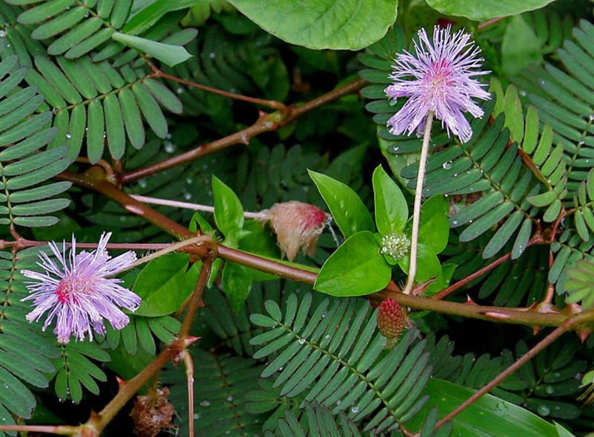 Mixed Schrankia Uncinata Flower seeds blooming in flower beds, containers, borders, and pollinator-friendly gardens