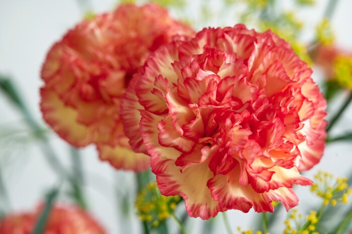 Carnation Flower seeds for Planting Pollinator Friendly Heirloom & GMO Free Seeds for Home Garden