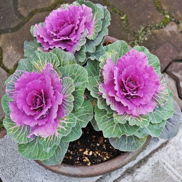 Violet Brassica Oleracea Flower Seeds – Bright Blooms Heirloom & NonGMO Seeds for Home Garden
Sale